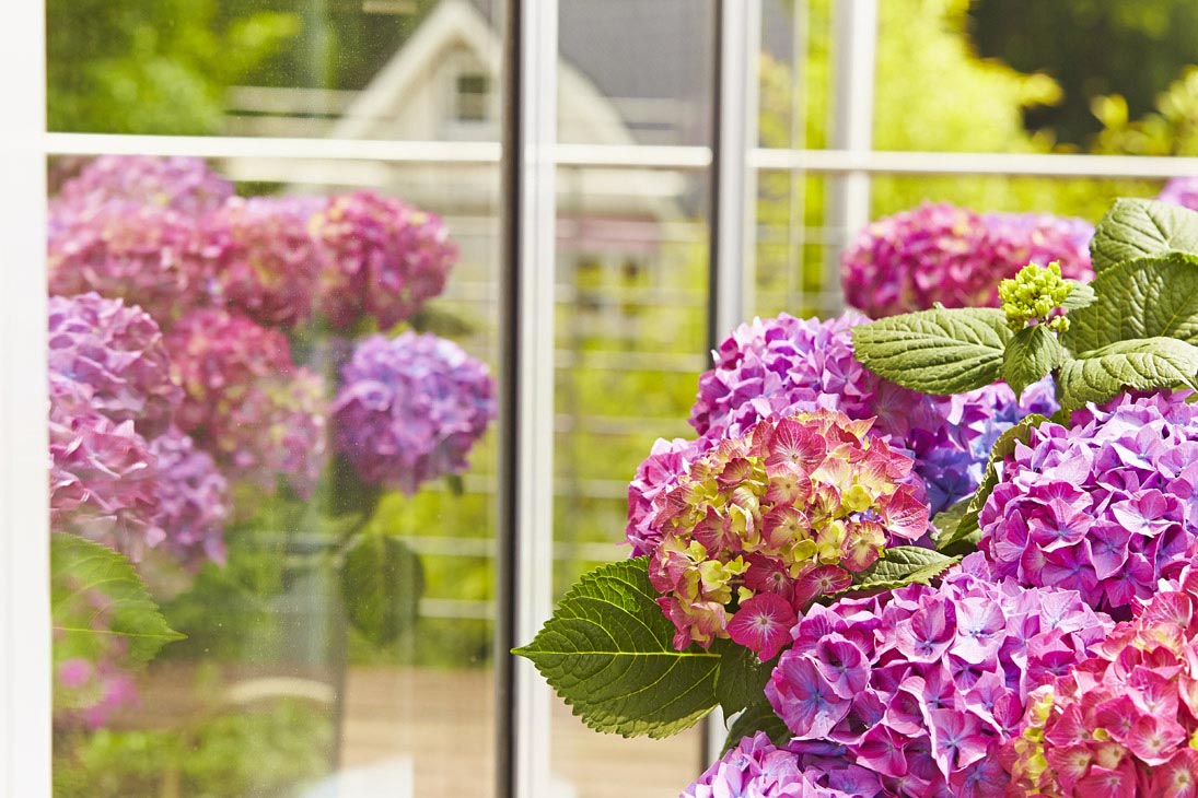 Rudi Schubert, Schubert-Fotografie, Studio für professionelle Werbefotografie, junges kreatives Team, Werbefotografie Münster, Werbefotografie Osnabrück, Werbefotografie, Produktfotografie, Stillleben, Artmeyer Hortensien, Artmeyer Baumschule, Pflanzen, Blumen, Green Market