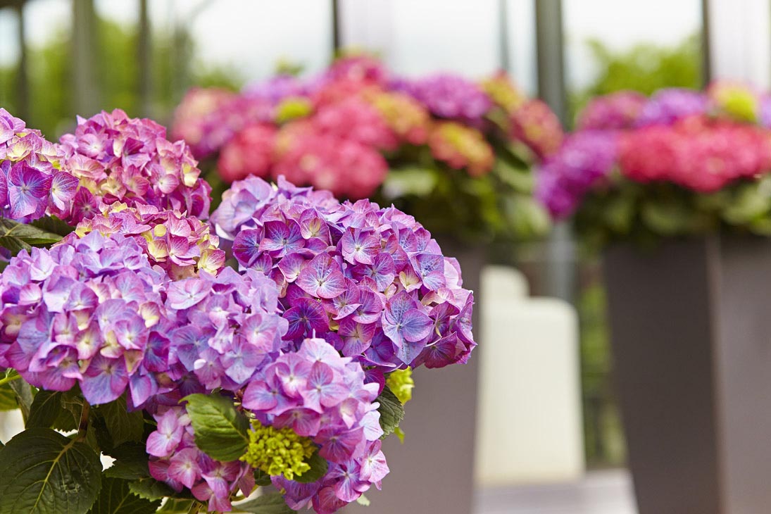 Rudi Schubert, Schubert-Fotografie, Studio für professionelle Werbefotografie, junges kreatives Team, Werbefotografie Münster, Werbefotografie Osnabrück, Werbefotografie, Produktfotografie, Stillleben, Artmeyer Hortensien, Artmeyer Baumschule, Pflanzen, Blumen, Green Market