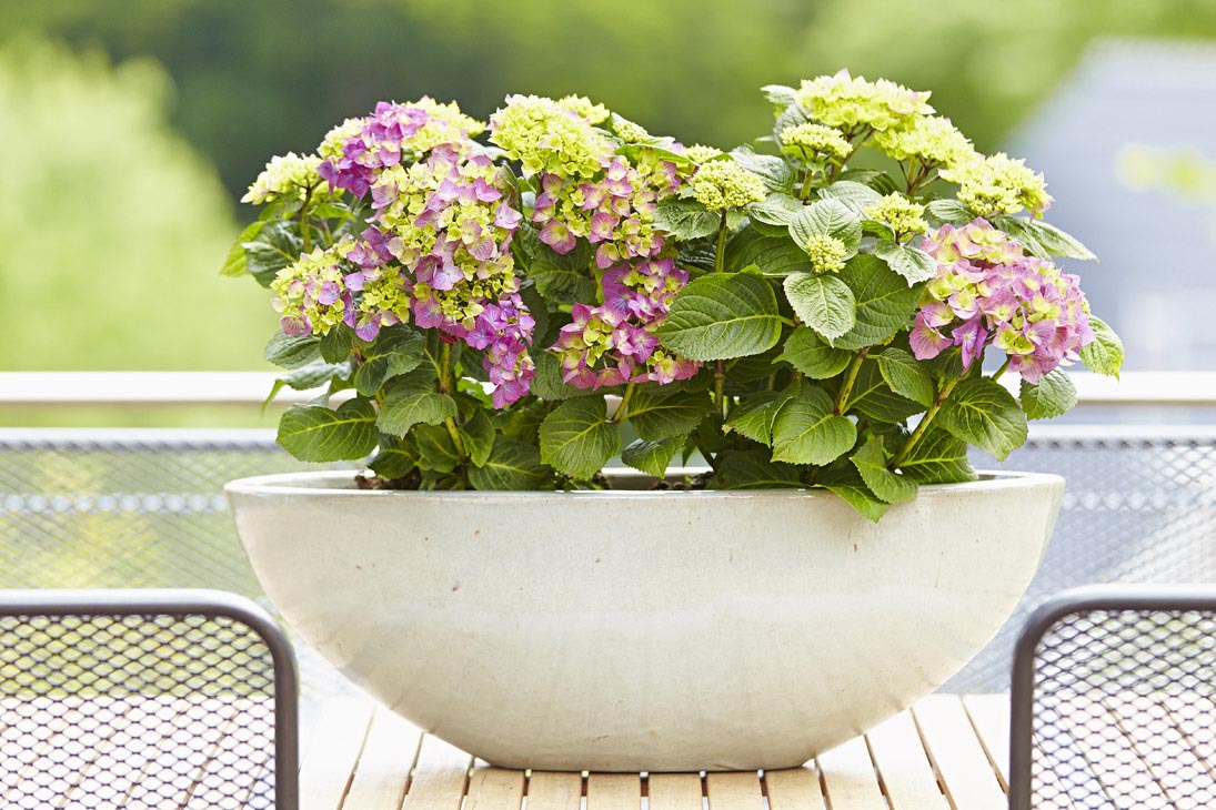 Rudi Schubert, Schubert-Fotografie, Studio für professionelle Werbefotografie, junges kreatives Team, Werbefotografie Münster, Werbefotografie Osnabrück, Werbefotografie, Produktfotografie, Stillleben, Artmeyer Hortensien, Artmeyer Baumschule, Pflanzen, Blumen, Green Market