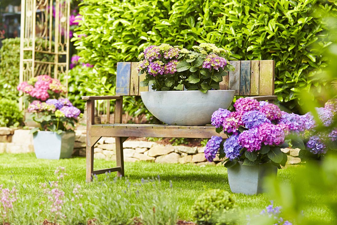 Rudi Schubert, Schubert-Fotografie, Studio für professionelle Werbefotografie, junges kreatives Team, Werbefotografie Münster, Werbefotografie Osnabrück, Werbefotografie, Produktfotografie, Stillleben, Artmeyer Hortensien, Artmeyer Baumschule, Pflanzen, Blumen, Green Market