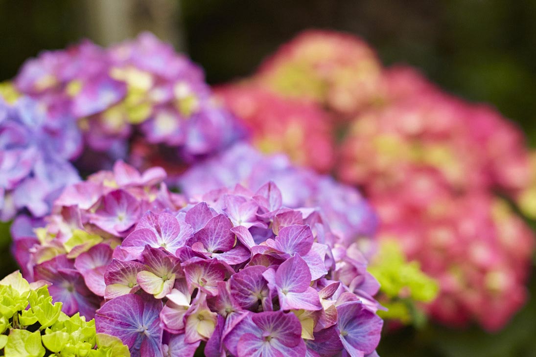 Rudi Schubert, Schubert-Fotografie, Studio für professionelle Werbefotografie, junges kreatives Team, Werbefotografie Münster, Werbefotografie Osnabrück, Werbefotografie, Produktfotografie, Stillleben, Artmeyer Hortensien, Artmeyer Baumschule, Pflanzen, Blumen, Green Market