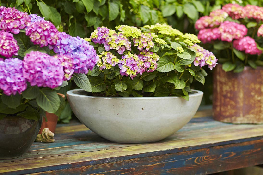 Rudi Schubert, Schubert-Fotografie, Studio für professionelle Werbefotografie, junges kreatives Team, Werbefotografie Münster, Werbefotografie Osnabrück, Werbefotografie, Produktfotografie, Stillleben, Artmeyer Hortensien, Artmeyer Baumschule, Pflanzen, Blumen, Green Market