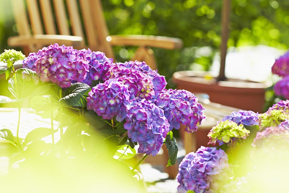 Rudi Schubert, Schubert-Fotografie, Studio für professionelle Werbefotografie, junges kreatives Team, Werbefotografie Münster, Werbefotografie Osnabrück, Werbefotografie, Produktfotografie, Stillleben, Artmeyer Hortensien, Artmeyer Baumschule, Pflanzen, Blumen, Green Market