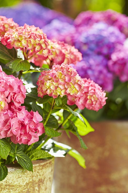 Rudi Schubert, Schubert-Fotografie, Studio für professionelle Werbefotografie, junges kreatives Team, Werbefotografie Münster, Werbefotografie Osnabrück, Werbefotografie, Produktfotografie, Stillleben, Artmeyer Hortensien, Artmeyer Baumschule, Pflanzen, Blumen, Green Market