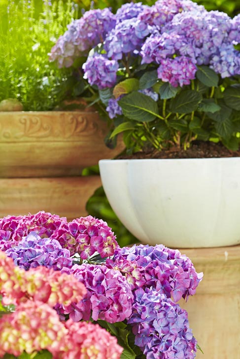 Rudi Schubert, Schubert-Fotografie, Studio für professionelle Werbefotografie, junges kreatives Team, Werbefotografie Münster, Werbefotografie Osnabrück, Werbefotografie, Produktfotografie, Stillleben, Artmeyer Hortensien, Artmeyer Baumschule, Pflanzen, Blumen, Green Market