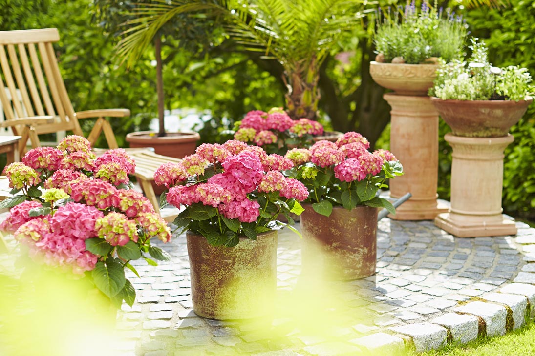 Rudi Schubert, Schubert-Fotografie, Studio für professionelle Werbefotografie, junges kreatives Team, Werbefotografie Münster, Werbefotografie Osnabrück, Werbefotografie, Produktfotografie, Stillleben, Artmeyer Hortensien, Artmeyer Baumschule, Pflanzen, Blumen, Green Market