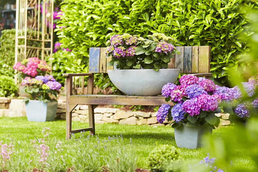 Rudi Schubert, Schubert-Fotografie, Studio für professionelle Werbefotografie, junges kreatives Team, Werbefotografie Münster, Werbefotografie Osnabrück, Werbefotografie, Produktfotografie, Stillleben, Artmeyer Hortensien, Artmeyer Baumschule, Pflanzen, Blumen, Green Market