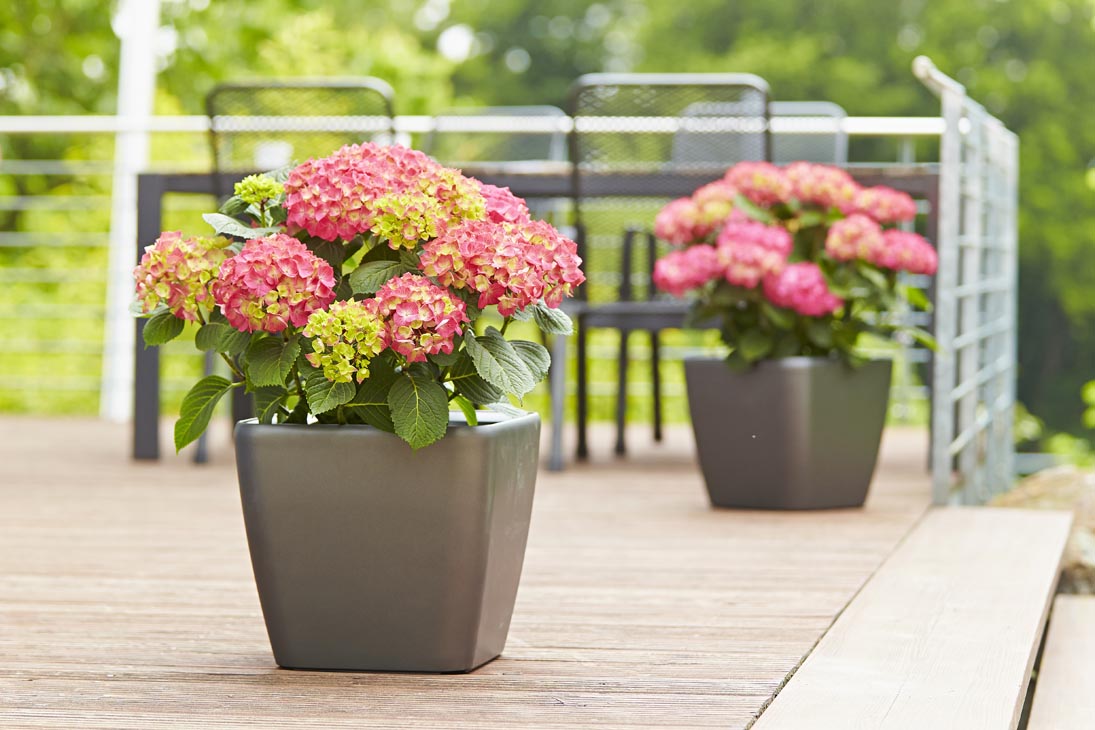 Rudi Schubert, Schubert-Fotografie, Studio für professionelle Werbefotografie, junges kreatives Team, Werbefotografie Münster, Werbefotografie Osnabrück, Werbefotografie, Produktfotografie, Stillleben, Artmeyer Hortensien, Artmeyer Baumschule, Pflanzen, Blumen, Green Market