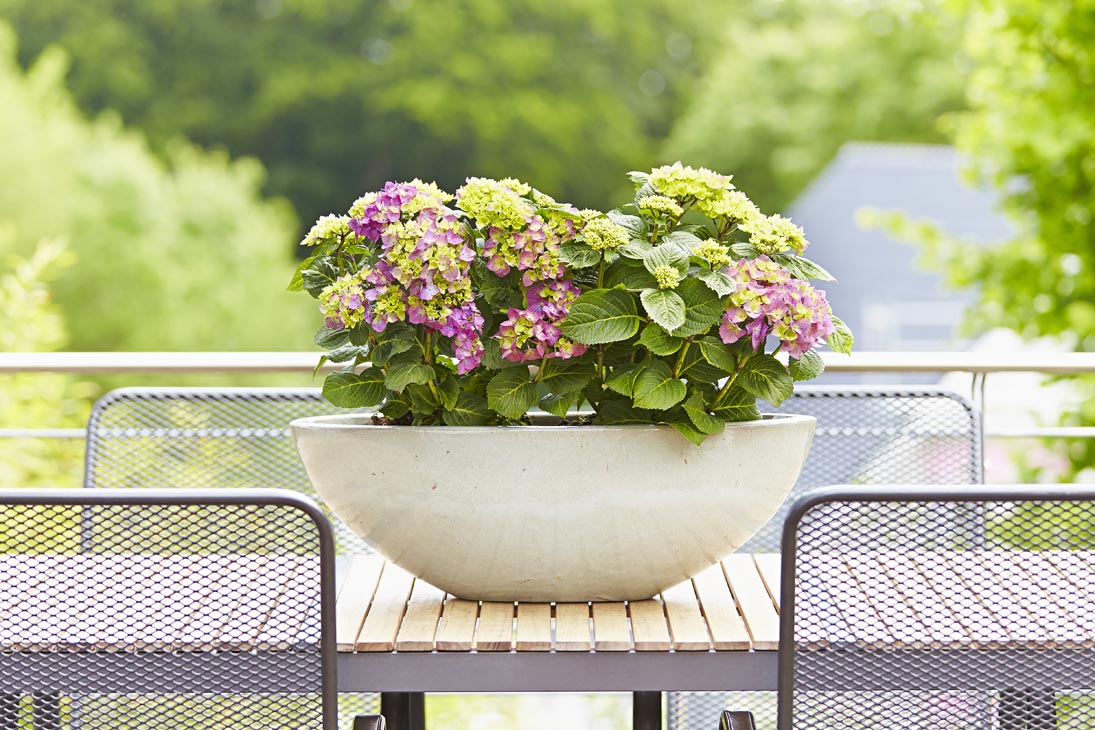 Rudi Schubert, Schubert-Fotografie, Studio für professionelle Werbefotografie, junges kreatives Team, Werbefotografie Münster, Werbefotografie Osnabrück, Werbefotografie, Produktfotografie, Stillleben, Artmeyer Hortensien, Artmeyer Baumschule, Pflanzen, Blumen, Green Market