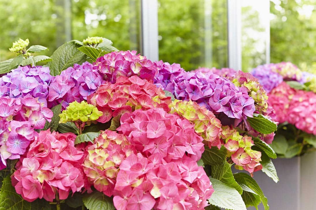 Rudi Schubert, Schubert-Fotografie, Studio für professionelle Werbefotografie, junges kreatives Team, Werbefotografie Münster, Werbefotografie Osnabrück, Werbefotografie, Produktfotografie, Stillleben, Artmeyer Hortensien, Artmeyer Baumschule, Pflanzen, Blumen, Green Market