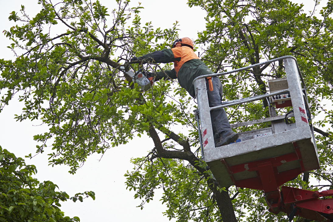 Rudi Schubert, Schubert-Fotografie, Studio für professionelle Werbefotografie, junges kreatives Team, Werbefotografie Münster, Werbefotografie Osnabrück, Werbefotografie, Imagefotografie, Bethmann Garten- & Landschaftsbau, Gartenbau, Landschaftsbau, Baumschule, Forstbetrieb, Forstarbeiten, Green Market