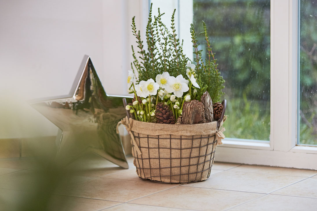 Rudi Schubert, Schubert-Fotografie, Studio für professionelle Werbefotografie, junges kreatives Team, Werbefotografie Münster, Werbefotografie Osnabrück, Werbefotografie, Produktfotografie, Stillleben, Heuger Christrosen, Heuger Gartenbaubetrieb, Floristik, Pflanzen, Blumen, Green Market