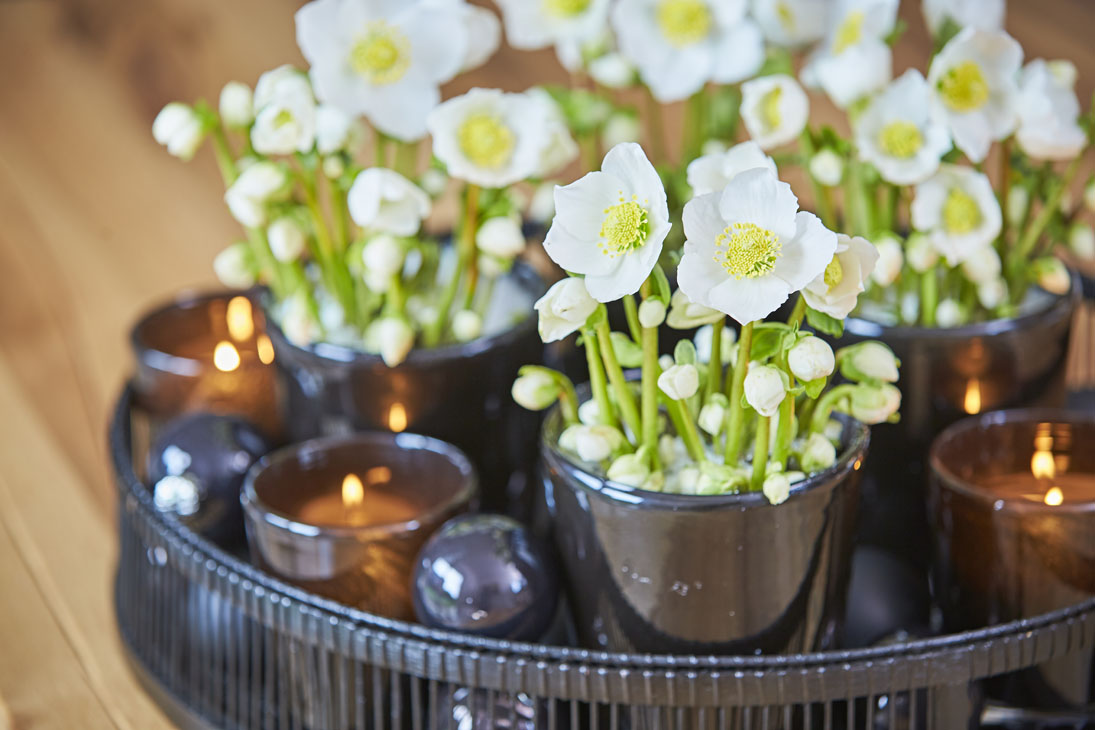 Rudi Schubert, Schubert-Fotografie, Studio für professionelle Werbefotografie, junges kreatives Team, Werbefotografie Münster, Werbefotografie Osnabrück, Werbefotografie, Produktfotografie, Stillleben, Heuger Christrosen, Heuger Gartenbaubetrieb, Floristik, Pflanzen, Blumen, Green Market