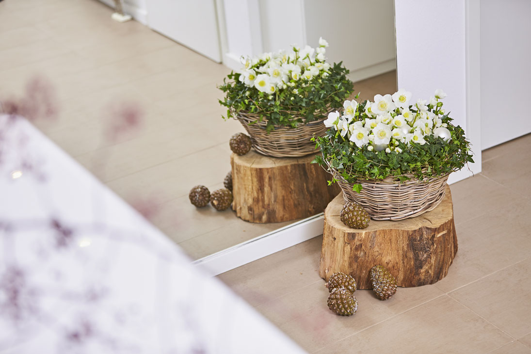 Rudi Schubert, Schubert-Fotografie, Studio für professionelle Werbefotografie, junges kreatives Team, Werbefotografie Münster, Werbefotografie Osnabrück, Werbefotografie, Produktfotografie, Stillleben, Heuger Christrosen, Heuger Gartenbaubetrieb, Floristik, Pflanzen, Blumen, Green Market