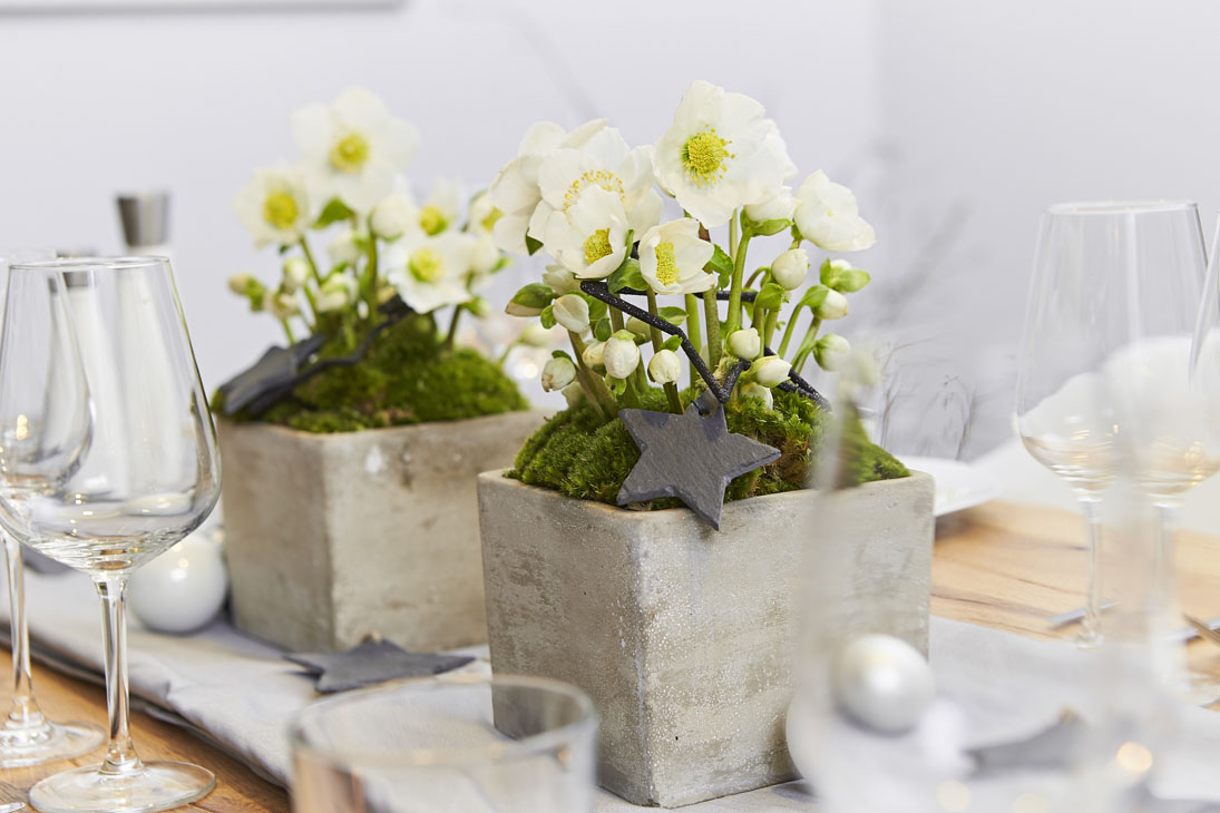 Rudi Schubert, Schubert-Fotografie, Studio für professionelle Werbefotografie, junges kreatives Team, Werbefotografie Münster, Werbefotografie Osnabrück, Werbefotografie, Produktfotografie, Stillleben, Heuger Christrosen, Heuger Gartenbaubetrieb, Floristik, Pflanzen, Blumen, Green Market