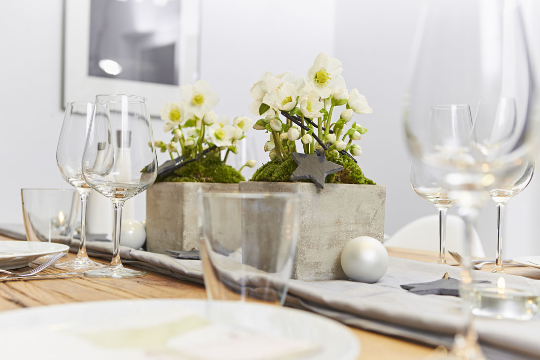 Rudi Schubert, Schubert-Fotografie, Studio für professionelle Werbefotografie, junges kreatives Team, Werbefotografie Münster, Werbefotografie Osnabrück, Werbefotografie, Produktfotografie, Stillleben, Heuger Christrosen, Heuger Gartenbaubetrieb, Floristik, Pflanzen, Blumen, Green Market