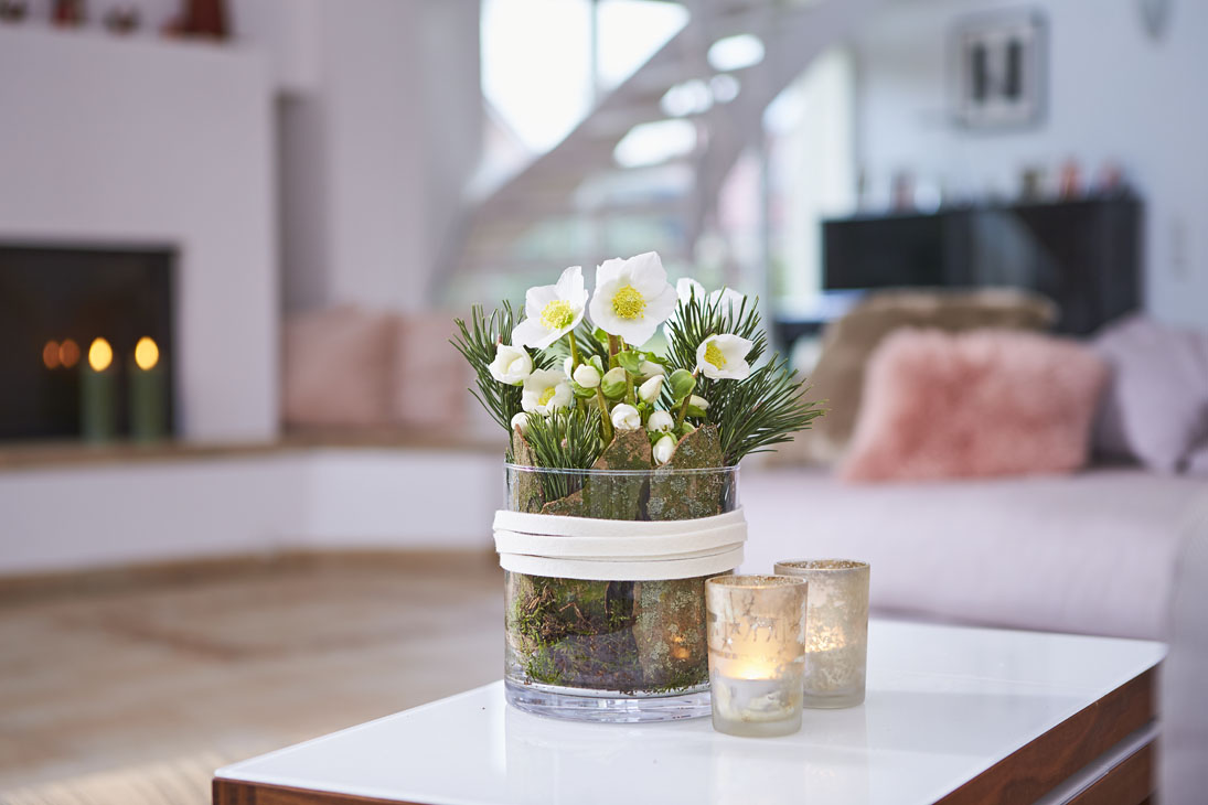 Rudi Schubert, Schubert-Fotografie, Studio für professionelle Werbefotografie, junges kreatives Team, Werbefotografie Münster, Werbefotografie Osnabrück, Werbefotografie, Produktfotografie, Stillleben, Heuger Christrosen, Heuger Gartenbaubetrieb, Floristik, Pflanzen, Blumen, Green Market