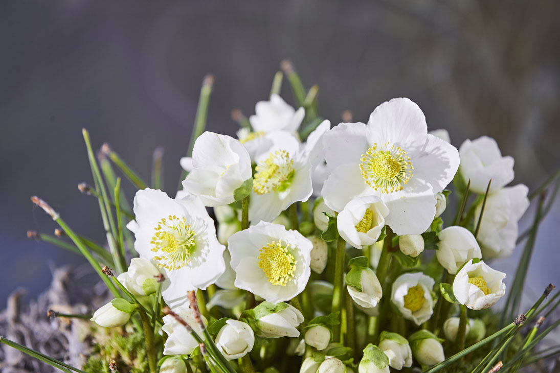 Rudi Schubert, Schubert-Fotografie, Studio für professionelle Werbefotografie, junges kreatives Team, Werbefotografie Münster, Werbefotografie Osnabrück, Werbefotografie, Produktfotografie, Stillleben, Heuger Christrosen, Heuger Gartenbaubetrieb, Floristik, Pflanzen, Blumen, Green Market