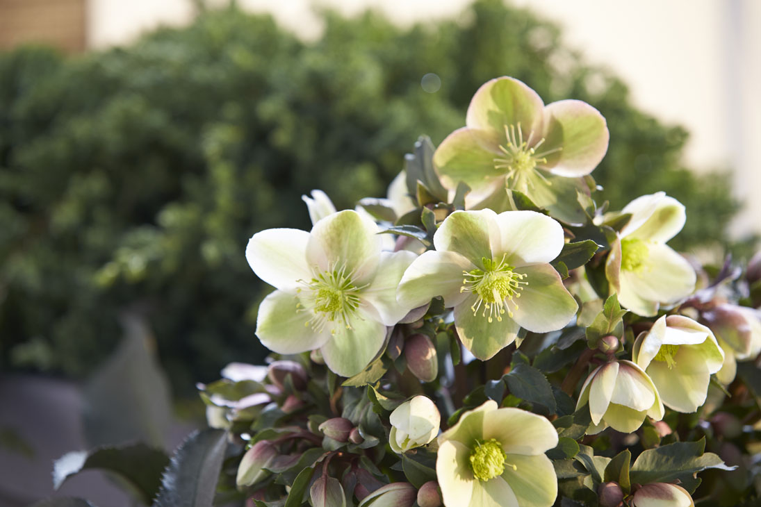 Rudi Schubert, Schubert-Fotografie, Studio für professionelle Werbefotografie, junges kreatives Team, Werbefotografie Münster, Werbefotografie Osnabrück, Werbefotografie, Produktfotografie, Stillleben, Heuger Christrosen, Heuger Gartenbaubetrieb, Floristik, Pflanzen, Blumen, Green Market