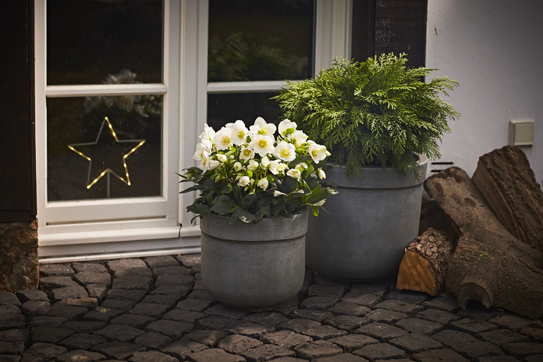 Rudi Schubert, Schubert-Fotografie, Studio für professionelle Werbefotografie, junges kreatives Team, Werbefotografie Münster, Werbefotografie Osnabrück, Werbefotografie, Produktfotografie, Stillleben, Heuger Christrosen, Heuger Gartenbaubetrieb, Floristik, Pflanzen, Blumen, Green Market