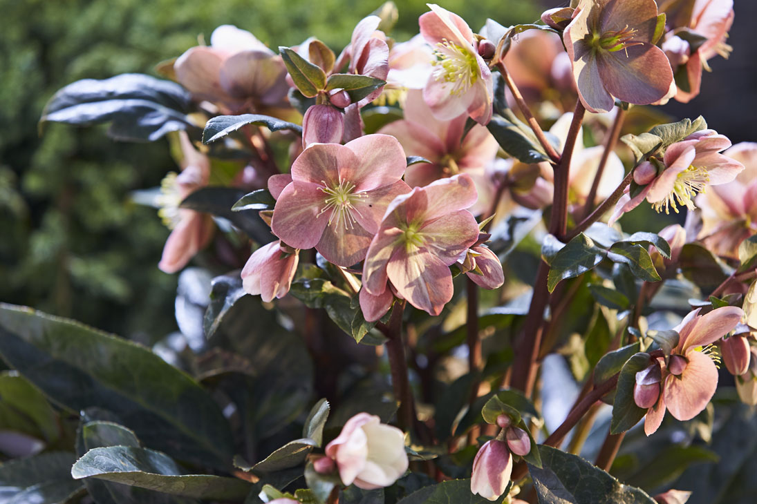 Rudi Schubert, Schubert-Fotografie, Studio für professionelle Werbefotografie, junges kreatives Team, Werbefotografie Münster, Werbefotografie Osnabrück, Werbefotografie, Produktfotografie, Stillleben, Heuger Christrosen, Heuger Gartenbaubetrieb, Floristik, Pflanzen, Blumen, Green Market