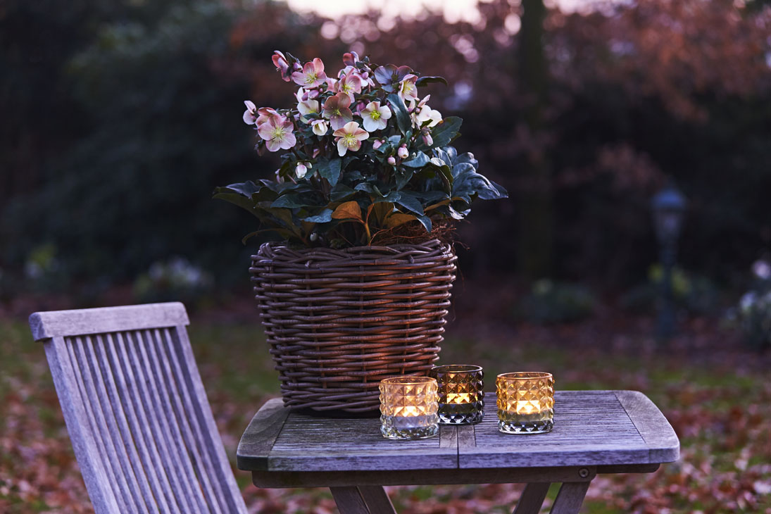 Rudi Schubert, Schubert-Fotografie, Studio für professionelle Werbefotografie, junges kreatives Team, Werbefotografie Münster, Werbefotografie Osnabrück, Werbefotografie, Produktfotografie, Stillleben, Heuger Christrosen, Heuger Gartenbaubetrieb, Floristik, Pflanzen, Blumen, Green Market