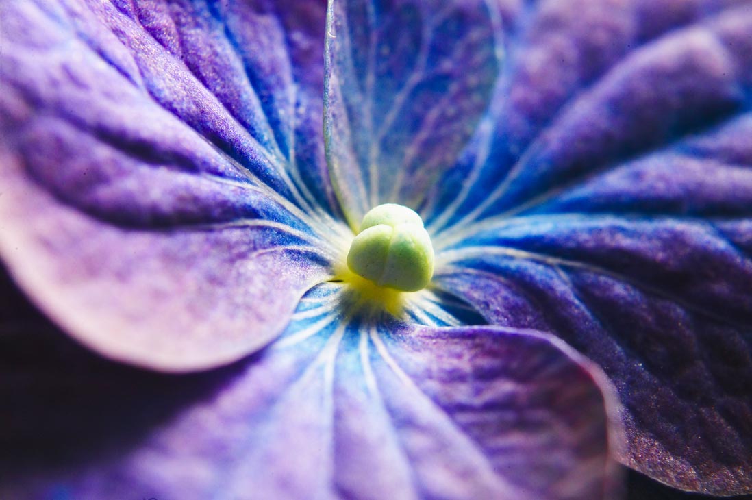 Rudi Schubert, Schubert-Fotografie, Studio für professionelle Werbefotografie, junges kreatives Team, Werbefotografie Münster, Werbefotografie Osnabrück, Werbefotografie, Stillleben, Imagefotografie, Produktfotografie, Kötterheinrich Hortensienkulturen, Hortensien, Pflanzen, Blumen, Green Market