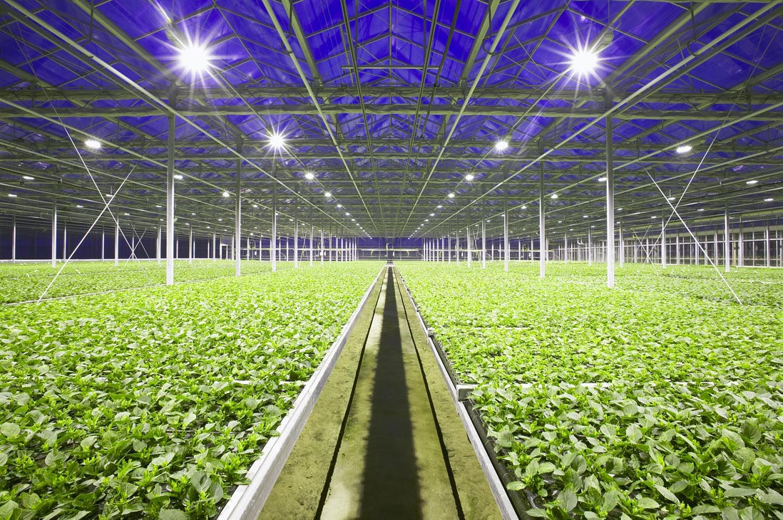 Rudi Schubert, Schubert-Fotografie, Studio für professionelle Werbefotografie, junges kreatives Team, Werbefotografie Münster, Werbefotografie Osnabrück, Werbefotografie, Stillleben, Imagefotografie, Produktfotografie, Kötterheinrich Hortensienkulturen, Hortensien, Pflanzen, Blumen, Green Market