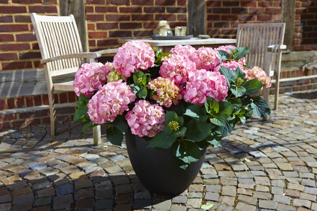 Rudi Schubert, Schubert-Fotografie, Studio für professionelle Werbefotografie, junges kreatives Team, Werbefotografie Münster, Werbefotografie Osnabrück, Werbefotografie, Stillleben, Imagefotografie, Produktfotografie, Kötterheinrich Hortensienkulturen, Hortensien, Pflanzen, Blumen, Green Market