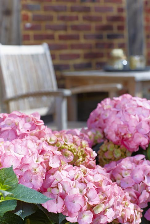 Rudi Schubert, Schubert-Fotografie, Studio für professionelle Werbefotografie, junges kreatives Team, Werbefotografie Münster, Werbefotografie Osnabrück, Werbefotografie, Stillleben, Imagefotografie, Produktfotografie, Kötterheinrich Hortensienkulturen, Hortensien, Pflanzen, Blumen, Green Market