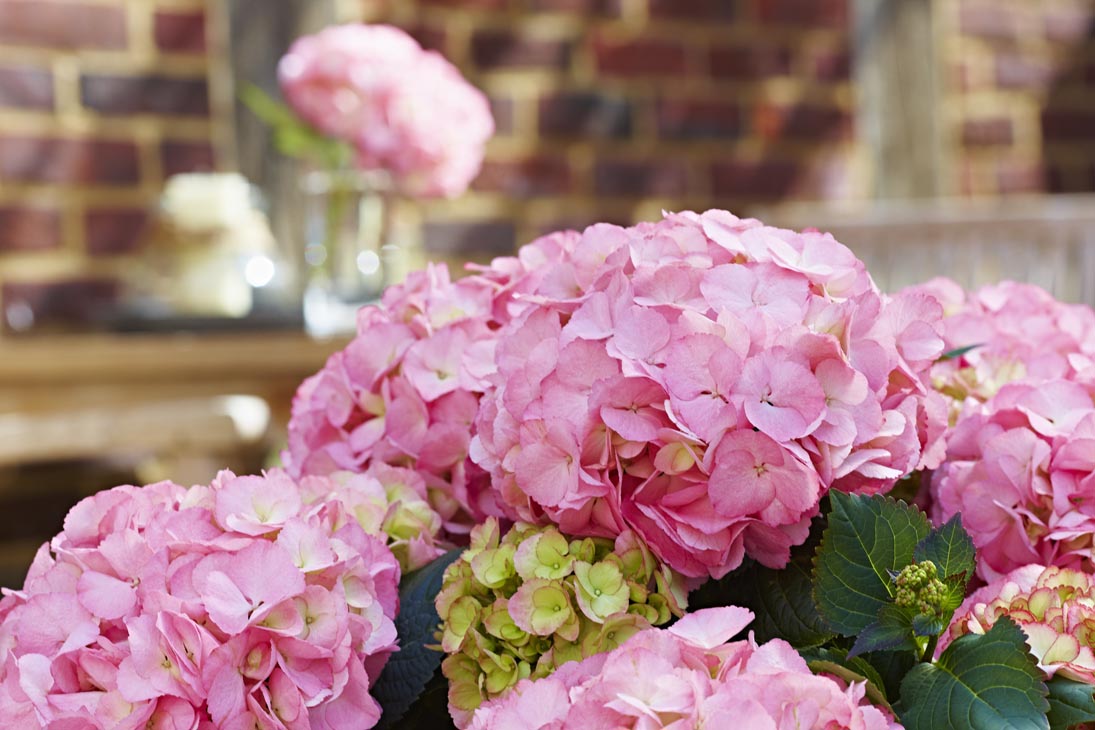 Rudi Schubert, Schubert-Fotografie, Studio für professionelle Werbefotografie, junges kreatives Team, Werbefotografie Münster, Werbefotografie Osnabrück, Werbefotografie, Stillleben, Imagefotografie, Produktfotografie, Kötterheinrich Hortensienkulturen, Hortensien, Pflanzen, Blumen, Green Market