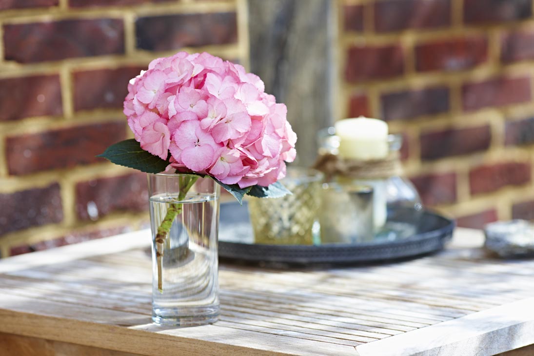 Rudi Schubert, Schubert-Fotografie, Studio für professionelle Werbefotografie, junges kreatives Team, Werbefotografie Münster, Werbefotografie Osnabrück, Werbefotografie, Stillleben, Imagefotografie, Produktfotografie, Kötterheinrich Hortensienkulturen, Hortensien, Pflanzen, Blumen, Green Market