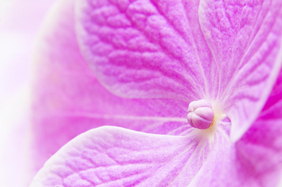 Rudi Schubert, Schubert-Fotografie, Studio für professionelle Werbefotografie, junges kreatives Team, Werbefotografie Münster, Werbefotografie Osnabrück, Werbefotografie, Stillleben, Imagefotografie, Produktfotografie, Kötterheinrich Hortensienkulturen, Hortensien, Pflanzen, Blumen, Green Market