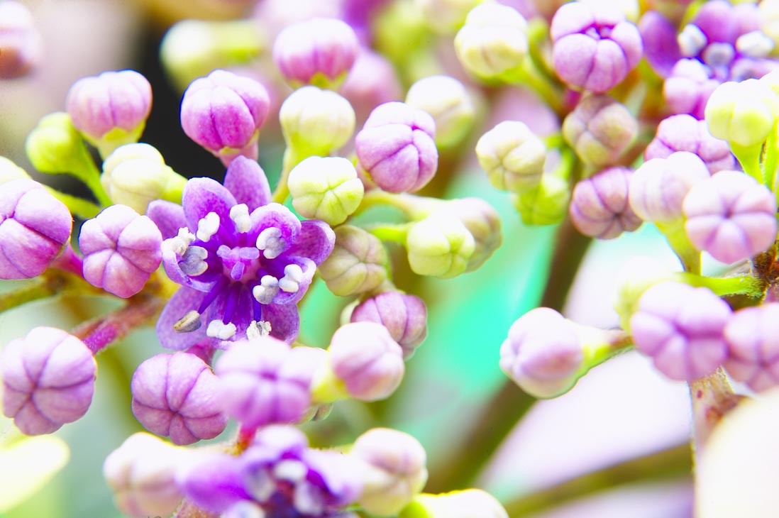 Rudi Schubert, Schubert-Fotografie, Studio für professionelle Werbefotografie, junges kreatives Team, Werbefotografie Münster, Werbefotografie Osnabrück, Werbefotografie, Stillleben, Imagefotografie, Produktfotografie, Kötterheinrich Hortensienkulturen, Hortensien, Pflanzen, Blumen, Green Market