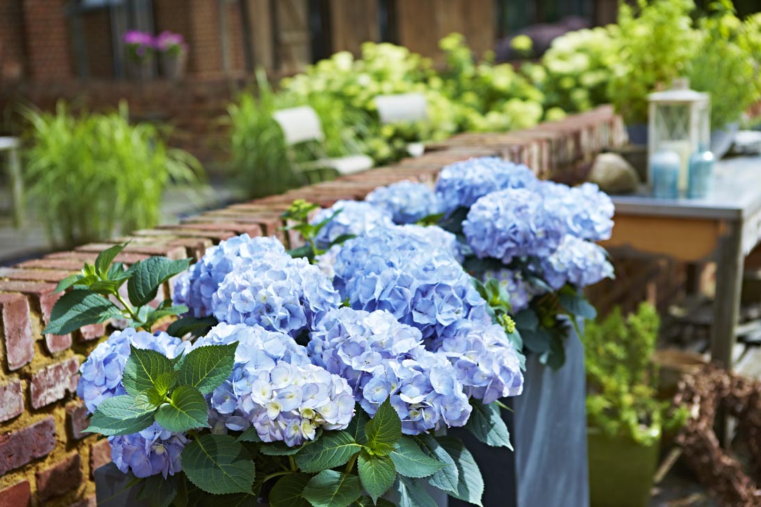 Rudi Schubert, Schubert-Fotografie, Studio für professionelle Werbefotografie, junges kreatives Team, Werbefotografie Münster, Werbefotografie Osnabrück, Werbefotografie, Stillleben, Imagefotografie, Produktfotografie, Kötterheinrich Hortensienkulturen, Hortensien, Pflanzen, Blumen, Green Market