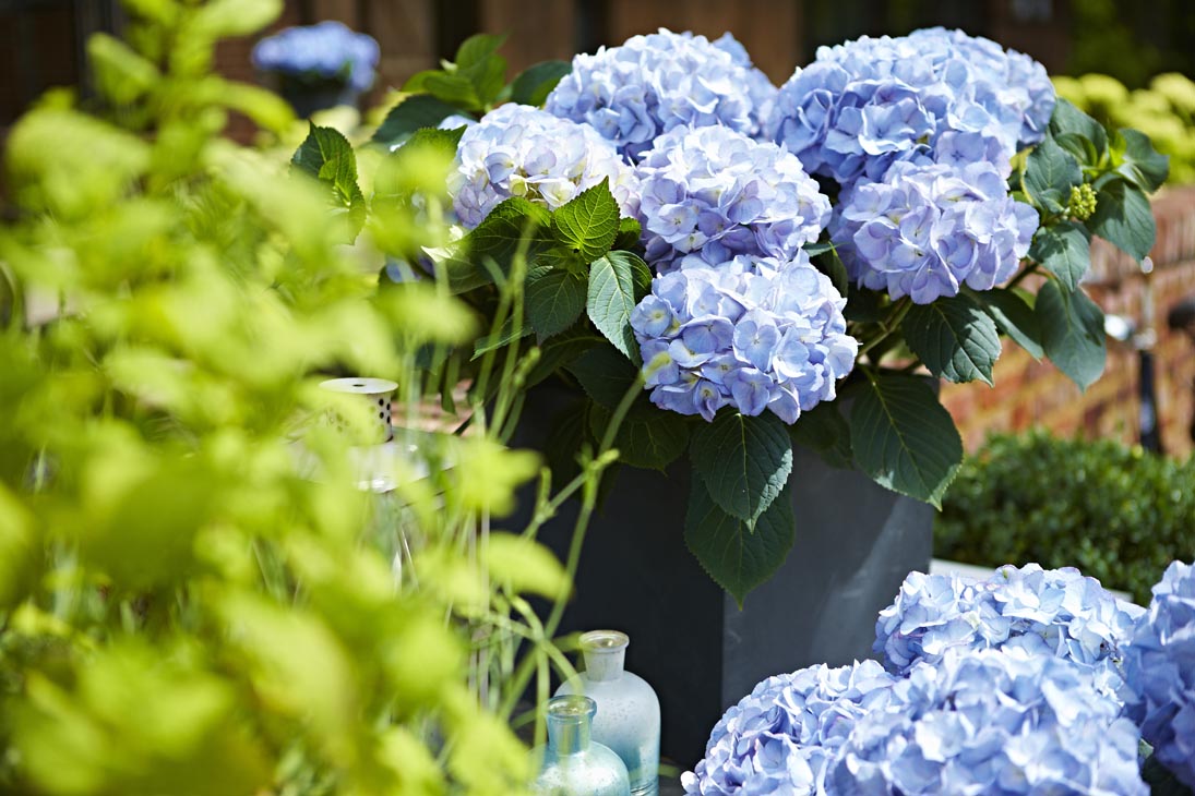 Rudi Schubert, Schubert-Fotografie, Studio für professionelle Werbefotografie, junges kreatives Team, Werbefotografie Münster, Werbefotografie Osnabrück, Werbefotografie, Stillleben, Imagefotografie, Produktfotografie, Kötterheinrich Hortensienkulturen, Hortensien, Pflanzen, Blumen, Green Market