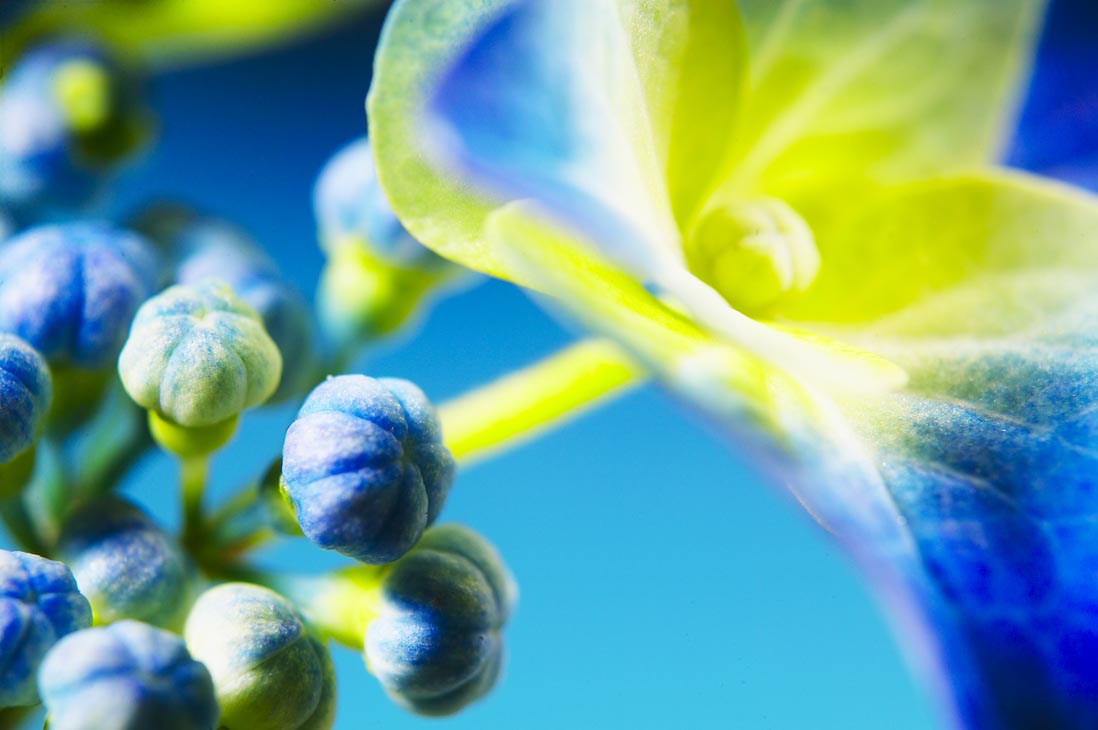 Rudi Schubert, Schubert-Fotografie, Studio für professionelle Werbefotografie, junges kreatives Team, Werbefotografie Münster, Werbefotografie Osnabrück, Werbefotografie, Stillleben, Imagefotografie, Produktfotografie, Kötterheinrich Hortensienkulturen, Hortensien, Pflanzen, Blumen, Green Market