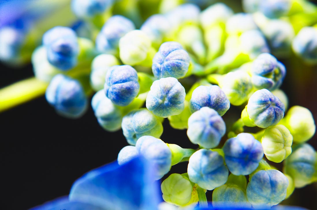 Rudi Schubert, Schubert-Fotografie, Studio für professionelle Werbefotografie, junges kreatives Team, Werbefotografie Münster, Werbefotografie Osnabrück, Werbefotografie, Stillleben, Imagefotografie, Produktfotografie, Kötterheinrich Hortensienkulturen, Hortensien, Pflanzen, Blumen, Green Market