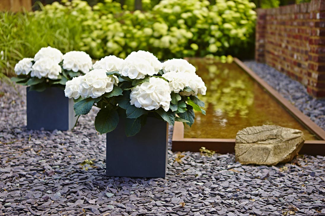 Rudi Schubert, Schubert-Fotografie, Studio für professionelle Werbefotografie, junges kreatives Team, Werbefotografie Münster, Werbefotografie Osnabrück, Werbefotografie, Stillleben, Imagefotografie, Produktfotografie, Kötterheinrich Hortensienkulturen, Hortensien, Pflanzen, Blumen, Green Market