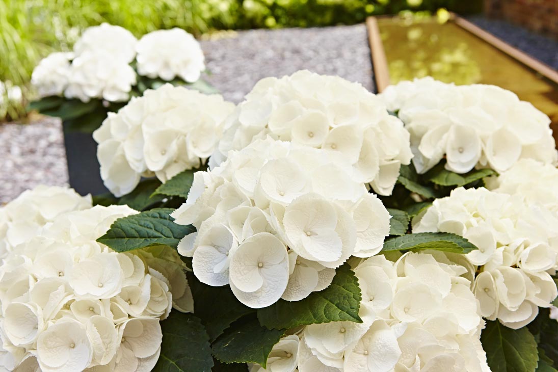 Rudi Schubert, Schubert-Fotografie, Studio für professionelle Werbefotografie, junges kreatives Team, Werbefotografie Münster, Werbefotografie Osnabrück, Werbefotografie, Stillleben, Imagefotografie, Produktfotografie, Kötterheinrich Hortensienkulturen, Hortensien, Pflanzen, Blumen, Green Market