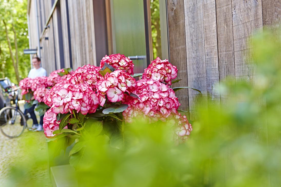 Rudi Schubert, Schubert-Fotografie, Studio für professionelle Werbefotografie, junges kreatives Team, Werbefotografie Münster, Werbefotografie Osnabrück, Werbefotografie, Stillleben, Imagefotografie, Produktfotografie, Kötterheinrich Hortensienkulturen, Hortensien, Pflanzen, Blumen, Green Market