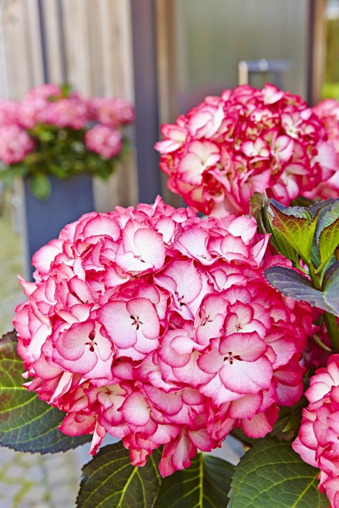 Rudi Schubert, Schubert-Fotografie, Studio für professionelle Werbefotografie, junges kreatives Team, Werbefotografie Münster, Werbefotografie Osnabrück, Werbefotografie, Stillleben, Imagefotografie, Produktfotografie, Kötterheinrich Hortensienkulturen, Hortensien, Pflanzen, Blumen, Green Market