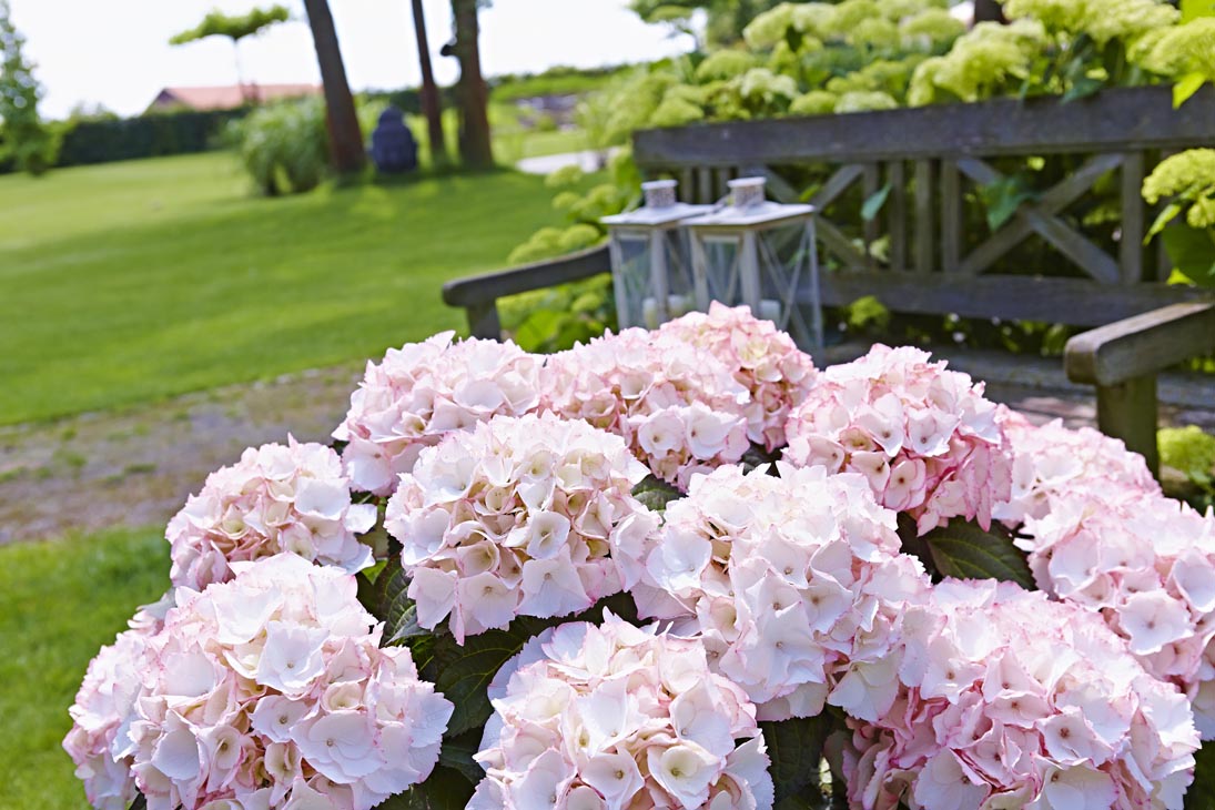 Rudi Schubert, Schubert-Fotografie, Studio für professionelle Werbefotografie, junges kreatives Team, Werbefotografie Münster, Werbefotografie Osnabrück, Werbefotografie, Stillleben, Imagefotografie, Produktfotografie, Kötterheinrich Hortensienkulturen, Hortensien, Pflanzen, Blumen, Green Market