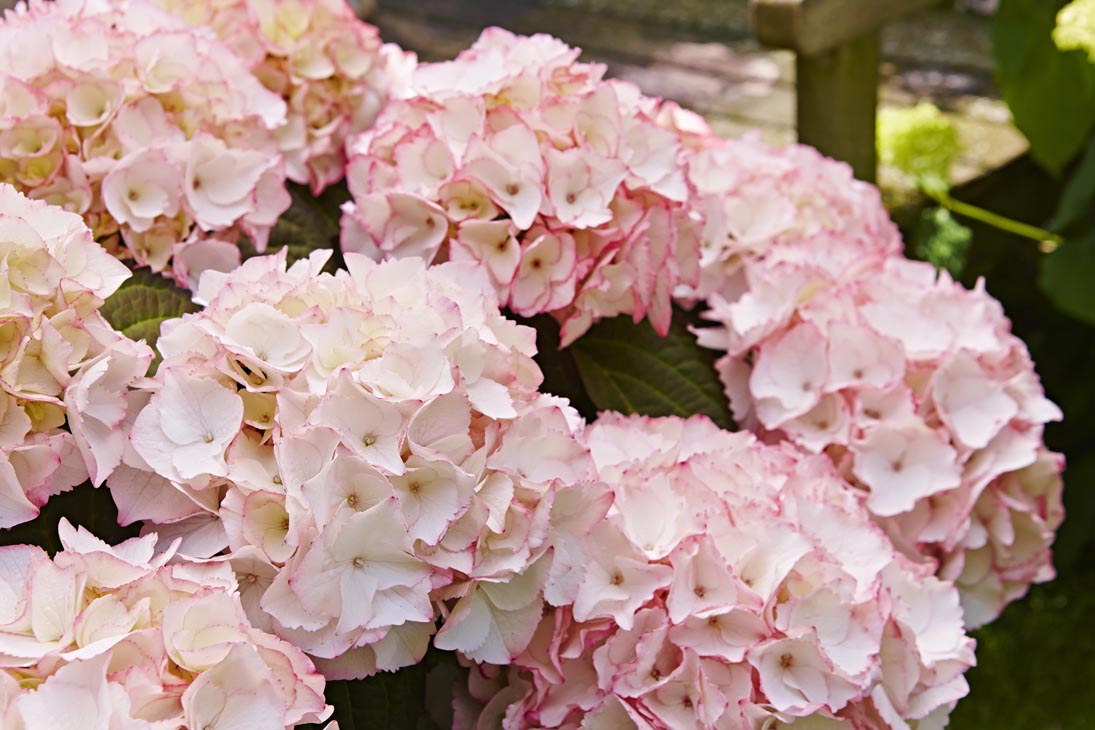 Rudi Schubert, Schubert-Fotografie, Studio für professionelle Werbefotografie, junges kreatives Team, Werbefotografie Münster, Werbefotografie Osnabrück, Werbefotografie, Stillleben, Imagefotografie, Produktfotografie, Kötterheinrich Hortensienkulturen, Hortensien, Pflanzen, Blumen, Green Market