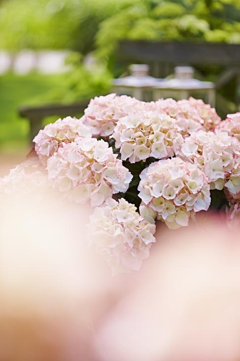 Rudi Schubert, Schubert-Fotografie, Studio für professionelle Werbefotografie, junges kreatives Team, Werbefotografie Münster, Werbefotografie Osnabrück, Werbefotografie, Stillleben, Imagefotografie, Produktfotografie, Kötterheinrich Hortensienkulturen, Hortensien, Pflanzen, Blumen, Green Market