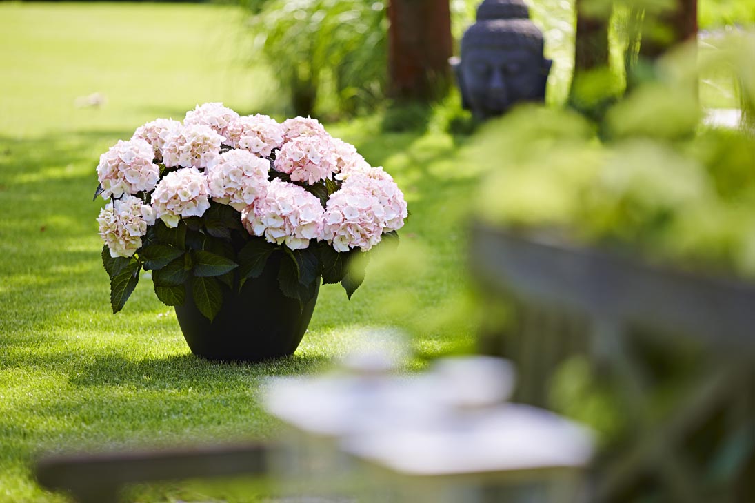 Rudi Schubert, Schubert-Fotografie, Studio für professionelle Werbefotografie, junges kreatives Team, Werbefotografie Münster, Werbefotografie Osnabrück, Werbefotografie, Stillleben, Imagefotografie, Produktfotografie, Kötterheinrich Hortensienkulturen, Hortensien, Pflanzen, Blumen, Green Market