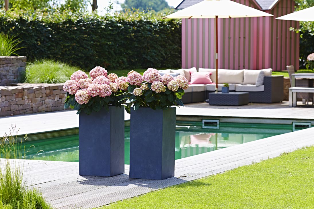 Rudi Schubert, Schubert-Fotografie, Studio für professionelle Werbefotografie, junges kreatives Team, Werbefotografie Münster, Werbefotografie Osnabrück, Werbefotografie, Stillleben, Imagefotografie, Produktfotografie, Kötterheinrich Hortensienkulturen, Hortensien, Pflanzen, Blumen, Green Market