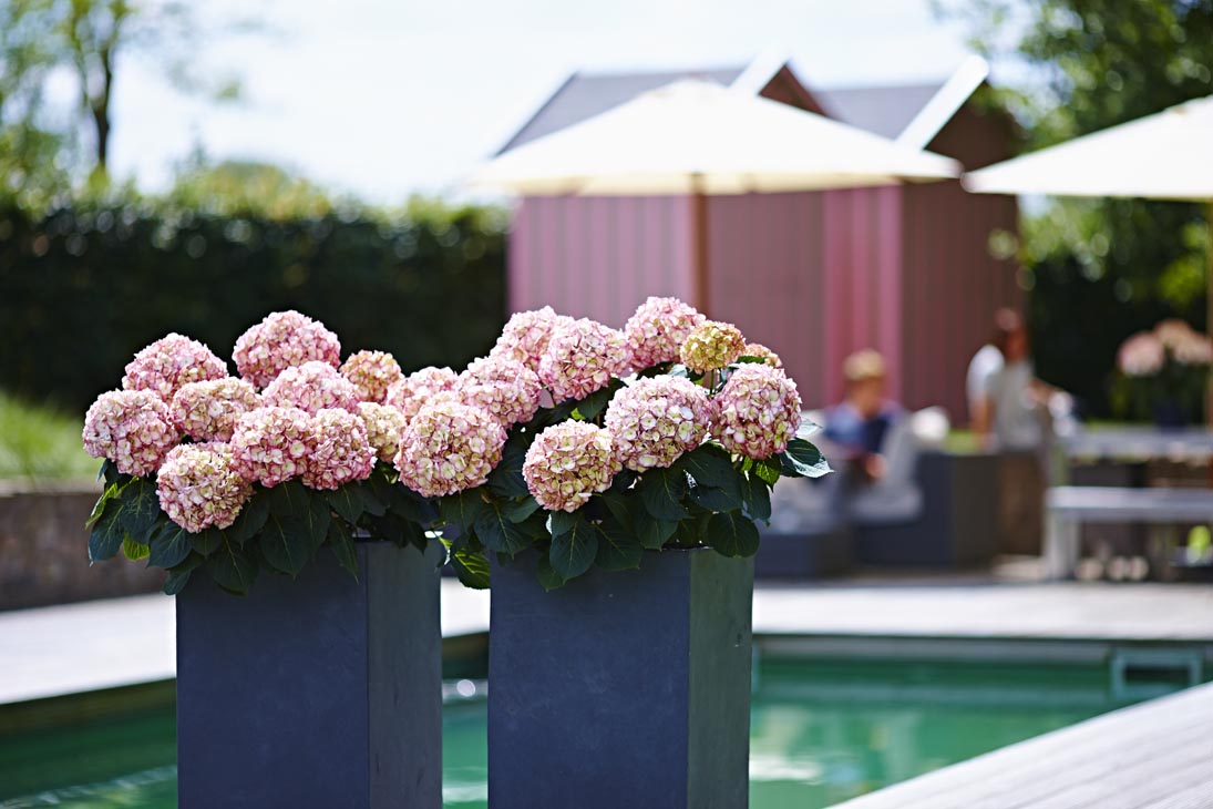 Rudi Schubert, Schubert-Fotografie, Studio für professionelle Werbefotografie, junges kreatives Team, Werbefotografie Münster, Werbefotografie Osnabrück, Werbefotografie, Stillleben, Imagefotografie, Produktfotografie, Kötterheinrich Hortensienkulturen, Hortensien, Pflanzen, Blumen, Green Market