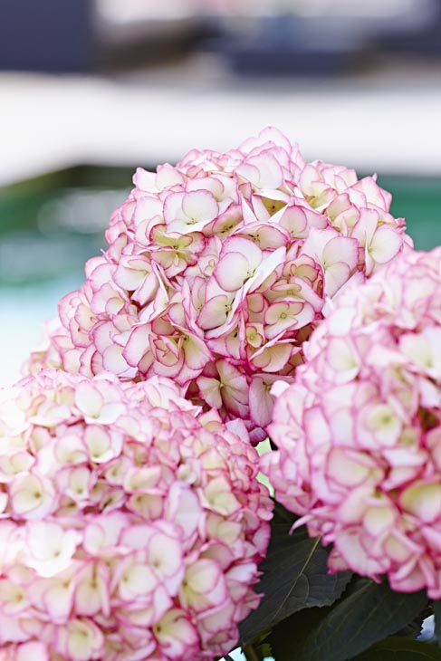 Rudi Schubert, Schubert-Fotografie, Studio für professionelle Werbefotografie, junges kreatives Team, Werbefotografie Münster, Werbefotografie Osnabrück, Werbefotografie, Stillleben, Imagefotografie, Produktfotografie, Kötterheinrich Hortensienkulturen, Hortensien, Pflanzen, Blumen, Green Market