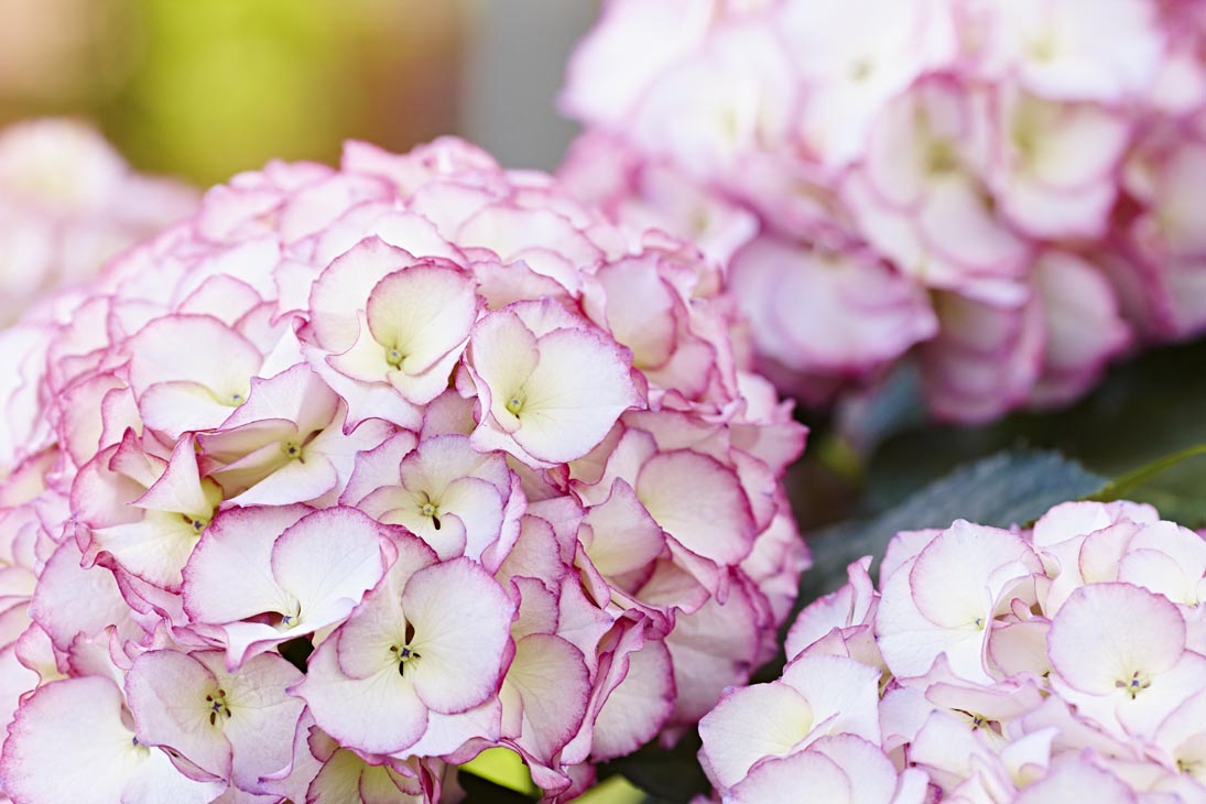 Rudi Schubert, Schubert-Fotografie, Studio für professionelle Werbefotografie, junges kreatives Team, Werbefotografie Münster, Werbefotografie Osnabrück, Werbefotografie, Stillleben, Imagefotografie, Produktfotografie, Kötterheinrich Hortensienkulturen, Hortensien, Pflanzen, Blumen, Green Market